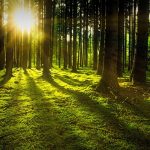 Unsere Wälder – was der Wald alles kann